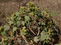 Xanthium strumarium 8, Late stekelnoot, Saxifraga-Peter Meininger