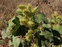 Xanthium strumarium 9, Late stekelnoot, Saxifraga-Peter Meininger