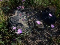 Xeranthemum squarrosum 4, Saxifraga-Ed Stikvoort