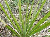 Yucca flaccida 13, Saxifraga-Rutger Barendse