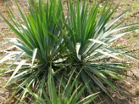 Yucca gloriosa 2, Saxifrag-Rutger Barendse