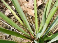 Yucca gloriosa 3, Saxifrag-Rutger Barendse