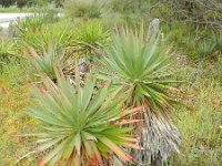 Yucca gloriosa 4, Saxifraga-Rutger Barendse