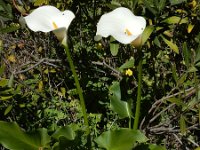 Zantedeschia aethiopica 3, Witte aronskelk, Saxifraga-Ed Stikvoort