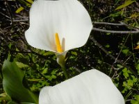 Zantedeschia aethiopica 4, Witte aronskelk, Saxifraga-Ed Stikvoort