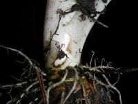 Zantedeschia aethiopica 7, Witte aronskelk, Saxifraga-Rutger Barendse