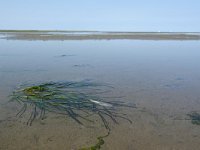 Zostera marina 14, Groot zeegras, Saxifraga-Mark Zekhuis