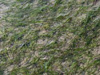 Zostera noltei 5, Klein zeegras, Saxifraga-Ed Stikvoort