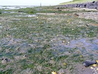 Zostera noltei 12, Klein zeegras, Saxifraga-Ed Stikvoort