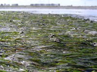 Zostera noltei 13, Klein zeegras, Saxifraga-Ed Stikvoort