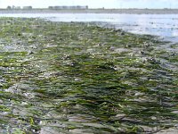 Zostera noltei 2, Klein zeegras, Saxifraga-Ed Stikvoort