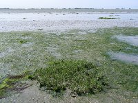 Zostera noltei 3, Klein zeegras, Saxifraga-Ed Stikvoort