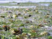 Zostera noltei 8, Klein zeegras, Saxifraga-Ed Stikvoort