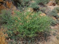 Zygophyllum fabago 3, Saxifraga-Ed Stikvoort