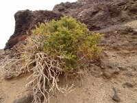 Zygophyllum fontanesii 20, Saxifraga-Hans Grotenhuis