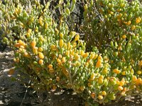 Zygophyllum fontanesii 23, Saxifraga-Hans Grotenhuis