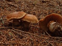 Agaricus silvaticus, Blushing Wood Mushroom