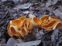 Aleuria aurantia, Orange Peel Fungus