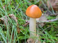 Amanita fulva 14, Roodbruine slanke amaniet, Saxifraga-Tom Heijnen