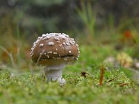 Amanita pantherina 3, Panteramaniet, Saxifraga-Luuk Vermeer