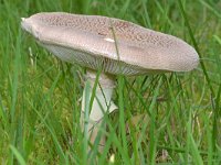 Amanita rubescens 13, Parelamaniet, Saxifraga-Tom Heijnen