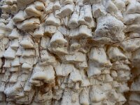 Antrodia xantha 26, Citroenstrookzwam, Saxifraga-Ed Stikvoort