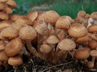 Armillaria ostoyae, Dark Honey Fungus