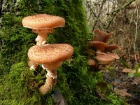 Armillaria ostoyae 28, Sombere honingzwam, Saxifraga-Tom Heijnen