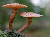 Armillaria ostoyae 33, Sombere honingzwam, Saxifraga-Tom Heijnen