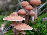 Armillaria ostoyae 37, Sombere honingzwam, Saxifraga-Tom Heijnen