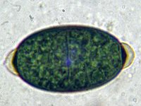 Arnium apiculatum