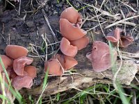 Auricularia auricula-judae 10, Echt judasoor, Saxifraga-Peter Meininger