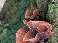 Auricularia auricula-judae 2, Echt judasoor, Saxifraga-Jan de Laat