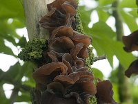 Auricularia auricula-judae 50, Echt judasoor, Saxifraga-Willem van Kruijsbergen