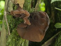 Auricularia auricula-judae 51, Echt judasoor, Saxifraga-Willem van Kruijsbergen