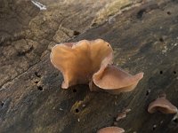 Auricularia auricula-judae 52, Echt judasoor, Saxifraga-Willem van Kruijsbergen