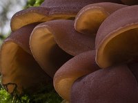 Auricularia auricula-judae 6, Echt judasoor, Saxifraga-Rik Kruit