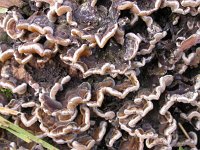 Auricularia mesenterica, Tripe Fungus
