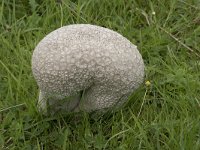 Calvatia utriformis 1, Ruitjesbovist, Saxifraga-Willem van Kruijsbergen