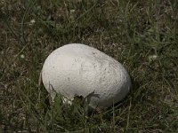 Calvatia utriformis 8, Ruitjesbovist, Saxifraga-Willem van Kruijsbergen