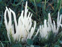 Clavaria fragilis, White Spindles