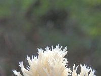 Clavulina coralloides, Crested Coral Fungus