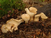 Clitocybe clavipes, Club Foot