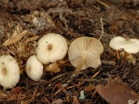 Clitocybe phaeophthalma, Chicken Run Funnel