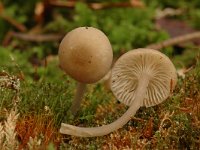 Clitocybe vibecina, Mealy Funnel