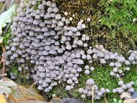 Coprinellus disseminatus 13, Zwerminktzwam, Saxifraga-Tom Heijnen