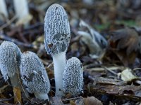 Coprinopsis lagopus 17, Hazenpootje, Saxifraga-Jan Nijendijk