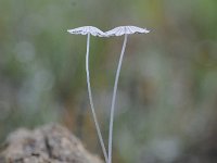 Coprinopsis stercorea 2, Kleine korrelinktzwam, Saxifraga-Luuk Vermeer