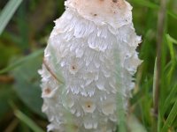 Coprinus comatus 32, Geschubde inktzwam, Saxifraga-Tom Heijnen