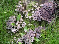 Coprinellus disseminatus 5, Zwerminktzwam, Saxifraga-Jan Nijendijk